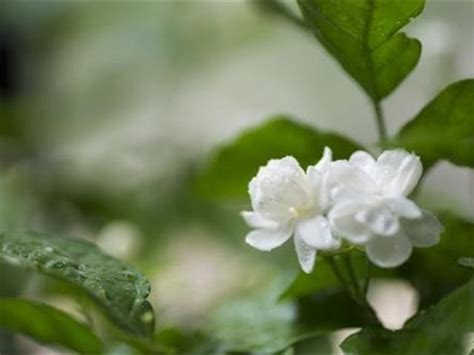 茉莉花 顏色 沛然 意思